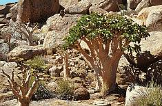 plantas de la meseta